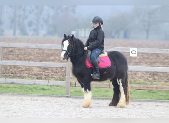 Tinker, Hongre, 6 Ans, 125 cm