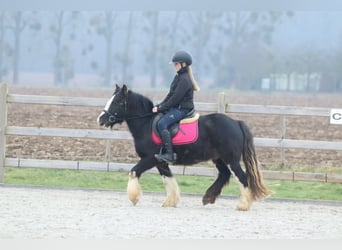 Tinker, Hongre, 6 Ans, 125 cm