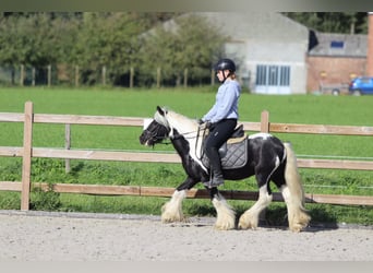 Tinker, Hongre, 6 Ans, 131 cm, Pinto