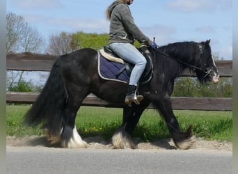 Tinker, Hongre, 6 Ans, 133 cm, Noir