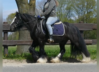 Tinker, Hongre, 6 Ans, 133 cm, Noir
