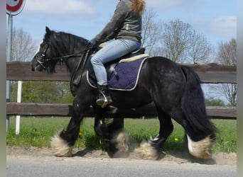 Tinker, Hongre, 6 Ans, 133 cm, Noir