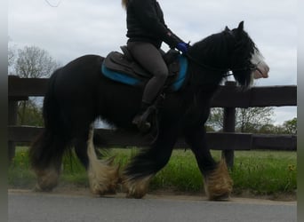 Tinker, Hongre, 6 Ans, 134 cm, Noir