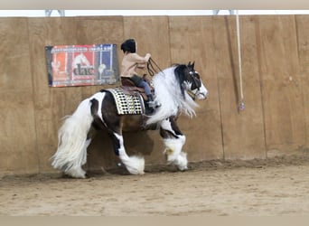 Tinker, Hongre, 6 Ans, 137 cm, Pinto