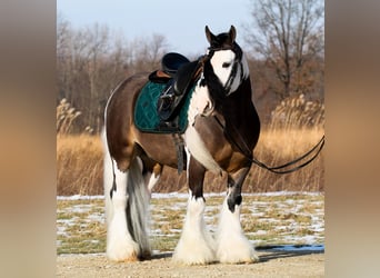 Tinker, Hongre, 6 Ans, 137 cm, Pinto