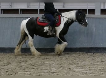 Tinker, Hongre, 6 Ans, 138 cm, Pinto