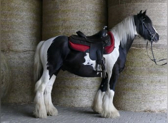 Tinker, Hongre, 6 Ans, 138 cm, Pinto