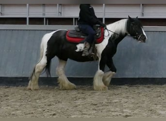 Tinker, Hongre, 6 Ans, 138 cm, Pinto