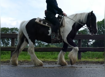 Tinker, Hongre, 6 Ans, 138 cm, Pinto