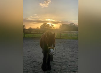 Tinker, Hongre, 6 Ans, 140 cm, Bai brun foncé