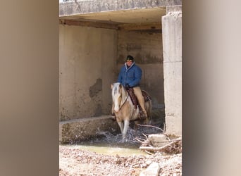 Tinker, Hongre, 6 Ans, 142 cm, Buckskin
