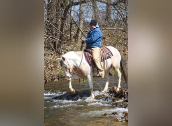 Tinker, Hongre, 6 Ans, 142 cm, Buckskin