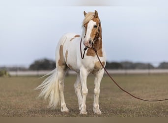 Tinker, Hongre, 6 Ans, 142 cm, Tobiano-toutes couleurs