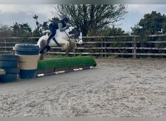 Tinker, Hongre, 6 Ans, 144 cm, Pinto