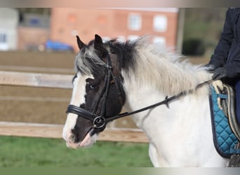 Tinker, Hongre, 6 Ans, 144 cm, Pinto