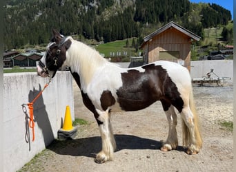 Tinker, Hongre, 6 Ans, 148 cm, Pinto
