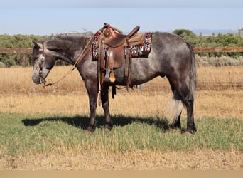 Tinker Croisé, Hongre, 6 Ans, 150 cm, Gris