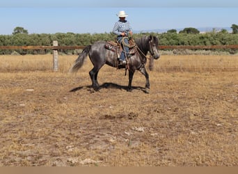Tinker Croisé, Hongre, 6 Ans, 150 cm, Gris