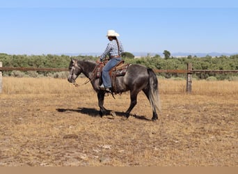 Tinker Croisé, Hongre, 6 Ans, 150 cm, Gris