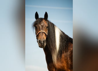 Tinker Croisé, Hongre, 6 Ans, 152 cm, Pinto