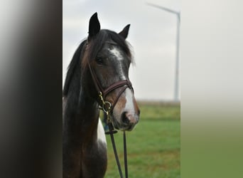 Tinker, Hongre, 6 Ans, 153 cm, Pinto