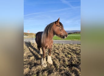 Tinker, Hongre, 6 Ans, 155 cm, Bai