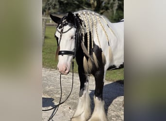 Tinker, Hongre, 6 Ans, 155 cm, Pinto