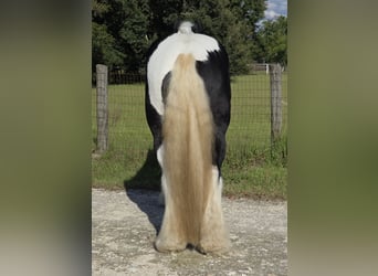 Tinker, Hongre, 6 Ans, 155 cm, Pinto