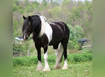 Tinker Croisé, Hongre, 6 Ans, 163 cm, Pinto
