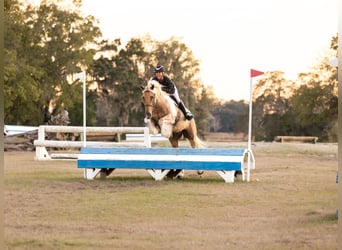 Tinker Croisé, Hongre, 6 Ans, 168 cm, Pinto
