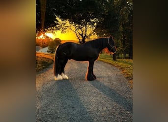 Tinker, Hongre, 6 Ans, Noir