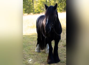 Tinker, Hongre, 6 Ans, Noir