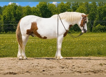 Tinker Croisé, Hongre, 6 Ans, Pinto