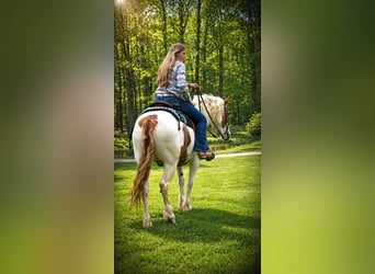 Tinker Croisé, Hongre, 6 Ans, Pinto