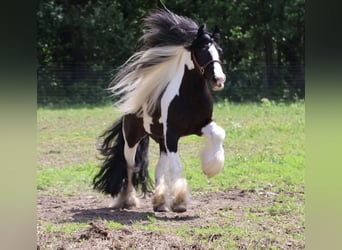 Tinker, Hongre, 6 Ans, Pinto