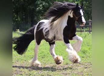 Tinker, Hongre, 6 Ans, Pinto