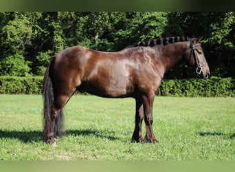 Tinker, Hongre, 7 Ans, 124 cm, Bai cerise