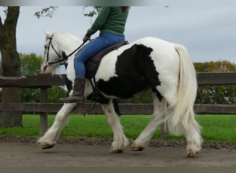 Tinker, Hongre, 7 Ans, 128 cm, Pinto