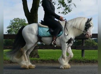 Tinker, Hongre, 7 Ans, 134 cm, Pinto