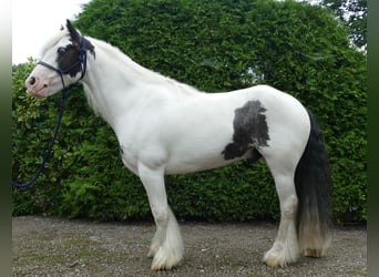 Tinker, Hongre, 7 Ans, 134 cm, Pinto