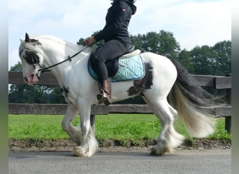 Tinker, Hongre, 7 Ans, 134 cm, Pinto
