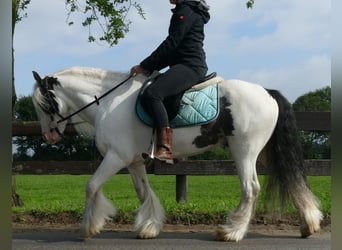Tinker, Hongre, 7 Ans, 134 cm, Pinto