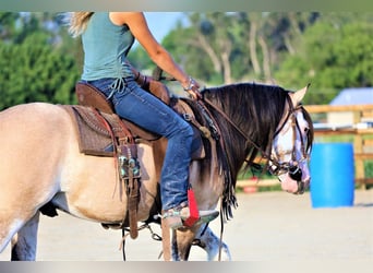 Tinker, Hongre, 7 Ans, 137 cm, Buckskin