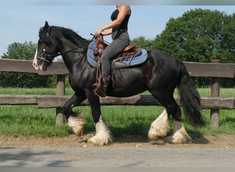 Tinker, Hongre, 7 Ans, 139 cm, Noir