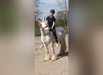 Tinker, Hongre, 7 Ans, 140 cm, Gris