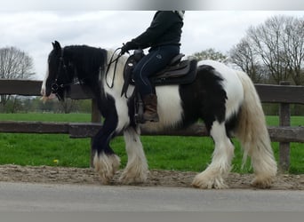 Tinker, Hongre, 7 Ans, 142 cm, Pinto