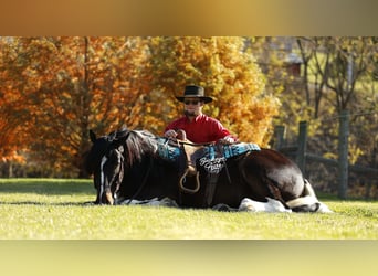 Tinker Croisé, Hongre, 7 Ans, 147 cm, Tobiano-toutes couleurs