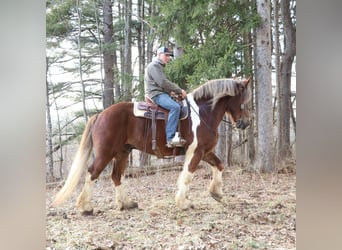 Tinker Croisé, Hongre, 7 Ans, 170 cm, Alezan brûlé