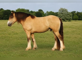 Tinker, Hongre, 7 Ans, Buckskin