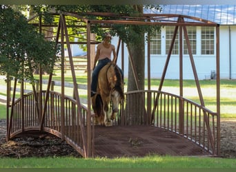 Tinker, Hongre, 7 Ans, Buckskin
